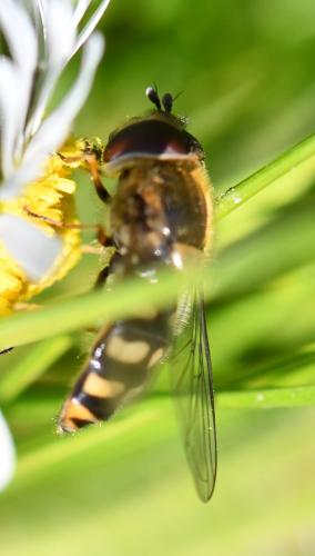Réf. 250 867 : Eupeodes luniger